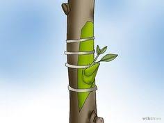 Buy the best fruit trees for your backyard orchard from grandpa's orchard fruit tree nursery! 32 Bud Grafting Citrus Trees Ideas Citrus Trees Grafting Fruit Trees