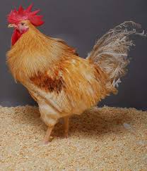 Plusieurs souches de virus entraînant des grippes aviaires ont été découvertes chez des animaux en chine, mais les épidémies massives parmi les deux autres souches de grippe aviaire, h5n1 (entre 2003 et 2011), puis h7n9 (depuis 2013), ont donné lieu en asie à des contaminations par contact. Du Poulet Ogm Pour Enrayer La Grippe Aviaire