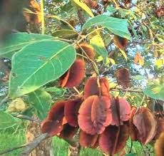 Image result for Combretum adenogonium