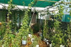 My channel home garden always shares: How Gardening Has Emerged As A Favourite Pastime For Many Amidst Lockdown The News Minute