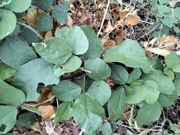 Image result for Neonotonia wightii