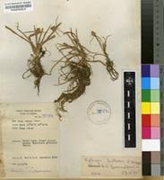 Image result for Kyllinga albiceps