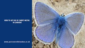 If you want to learn about getting rid of moths in carpets safely, you can take a look at these organic. How To Get Rid Of Carpet Moths In London Pest Exterminators