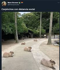 1 day ago · sociedad carpinchos en nordelta: 7niyam4ke3hitm