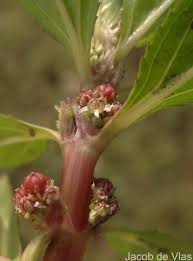 Image result for Bergia capensis