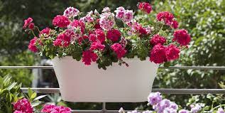 Did you scroll all this way to get facts about geranium flowers? Geraniums Flower Trends For Summer 2018