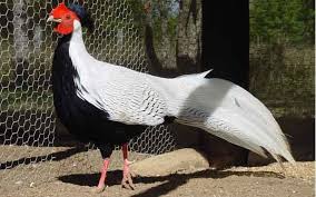 One 2011 Hatch Silver Pheasant Male Pheasants Pheasant Pheasants For Sale Beautiful Birds