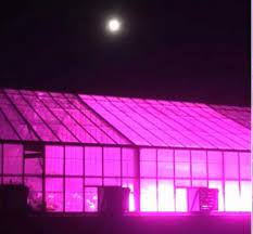 New 'pinkhouses' are the wave of the future for indoor vertical farming using an energy efficient mix of red and blue led lights that can cut down on power bills and environmental impact. Seeing Pink It S Not A Halloween Prank New Led Lighting In Belk Greenhouse Miami University