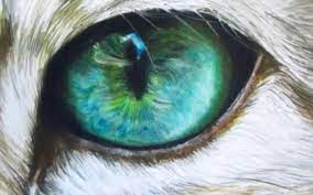 The cat eye color is the result of melanin the more melanin your cat has, the darker her fur and eyes will be. Color Palettes Are Found All Around Us This Cat S Eye Has Many Colors In It All The Way To It S Fur A Great Color Pal Augenmalerei Katze Malen Katze Zeichnen