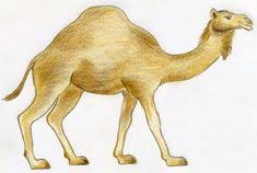 It is wider at the top and narrower at the feet. Camel