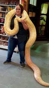 Kristal Posing With Our Huge Albino Burmese Python Python Bivittatus Igotthis Pet Snake Cute Snake Burmese Python