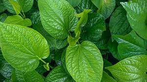 Daun sirih untuk ibu mengandung. Bolehkah Ibu Hamil Cebok Dengan Air Rebusan Daun Sirih Dan Apa Efeknya Hamil Co Id