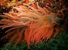 Cara budidaya ikan lele di terpal dengan mudah. Anemon Laut Si Cantik Yang Bisa Membahayakan Mongabay Co Id Mongabay Co Id