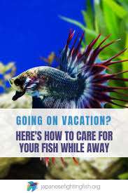 How Do I Look After My Betta Fish When I Am On Vacation Japanesefightingfish Org Betta Fish Betta Fish Care Betta