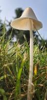 Image result for Conocybe lactea