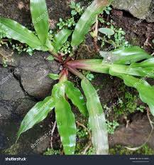 Image result for Axonopus