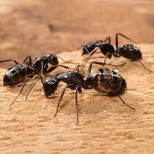 We at us termite & moisture control, received our training for handling bed bugs at bed bug central's university boot camp in lawrenceville, new jersey, a bed bug hot spot! Spring Brings Critters Into Homes Termite Control Termites Carpenter Ant