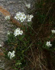 Image result for Dewildemania filifolia