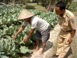 Jenis jenis sayuran dataran rendah. Petani Tebingtinggi Kembangkan Bunga Kol Di Dataran Rendah
