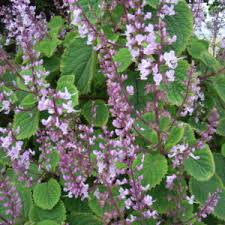 Image result for Plectranthus fruticosus