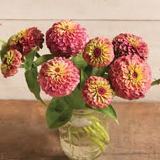 Zinnias are long flowering annual plants with bright coloured flowers, ranging from white yellow, orange, reds and purple. Queen Red Lime Zinnia Seed Johnny S Selected Seeds