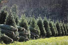 We take special care when growing our lovely fraser fir christmas trees at our nc christmas tree farms which are located in western north carolina. Fraser Fir Trees Nc Christmas Trees Association