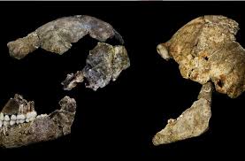 Hominin cranial remains from the dinaledi chamber, south africa, represent multiple individuals of the species homo naledi. Aufgabe Abitur Homo Naledi Disappointment Homo Naledi Is Younger Than Previously Homo Naledi Extinct Species Of Hominin Known From 1 500 Fossil Specimens From A Cave Complex In South Africa Roda Dunia