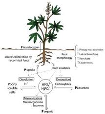 Check spelling or type a new query. Frontiers An Update On Nitric Oxide Production And Role Under Phosphorus Scarcity In Plants Plant Science