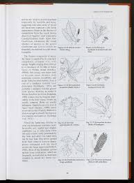Image result for Scorodophloeus fischeri