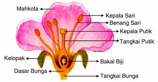 1.1 latar belakang bunga merupakan organ reproduksi pada tumbuhan, organ ini bukanlah organ pokok dan merupakan modifikasi (perubahan bentuk). Bunga Sempurna Pengertian Bagian Bagian Dan Contohnya