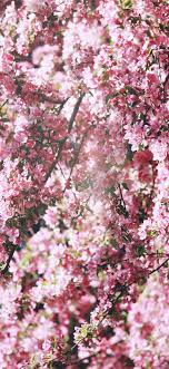 Download hd wallpapers for free. Cherry Blossom Iphone X Hd Wallpapers Ilikewallpaper