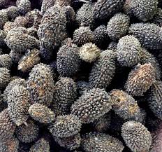 Image result for Guazuma