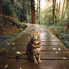 Cat Photography Panosundaki Pin
