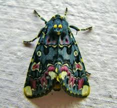 Black And White Spotted Moth Meaning Beautiful Moth Moth Insects Beautiful Bugs