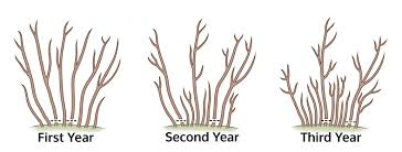 Pruning Plants When And How To Hard Prune Plants