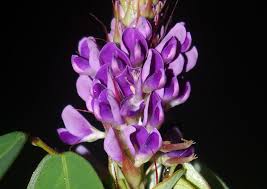 Image result for Grona ramosissima