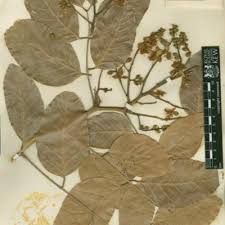 Image result for Isoberlinia tomentosa
