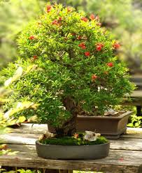 Dwarf Pomegranate Punica Granatum Nana Zones 7 10 Small Dense Shrub Part Sun Bright Orange Crepe Like Blooms From Spring To Fall Bea Bonsai Delima Dunia
