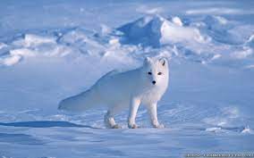 Hd Arctic Fox Wallpaper Download Free 1920x1080px Snow Fox Arctic Fox Pet Fox Fox Background