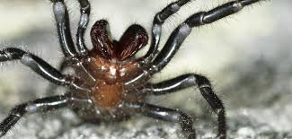 Die schwarze witwe (latrodectus mactans, black widow) ist eine der giftigsten spinnen der welt.ihr biss ist sehr unangenehm und kann je nach art tödlich sein. Australien Nach Feuer Und Flut Kommen Jetzt Die Giftspinnen Welt