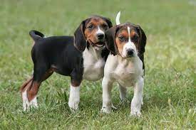 Bluetick coonhounds are also vocal dogs. Treeing Walker Coonhound Puppies Virginia
