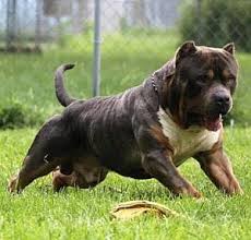 The tri color american bully there are many different colors to the american bully breed and if that weren't confusing enough, there are also many different variations to what's known as the tri color american bully. Frontline Bullies Massive Xl Pitbulls