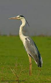 The dar morph of this large jaeger is dark brown except for white patches near underwing tips and sides of under tail. 14 Birds Of Kenya Ideas Birds Bird Beautiful Birds