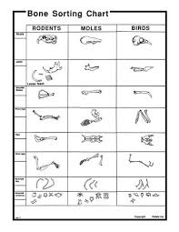 Free Printable Owl Pellet Bone Sorting Chart Www