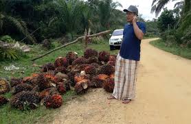 20,0 kg/tandan, rerata jumlah tandan : Harga Sawit Di Riau Periode 20 25 Mei 2020 Turun Tipis