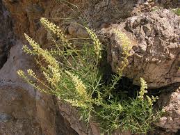 Image result for Reseda