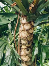 Image result for Thaumatophyllum