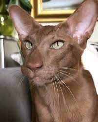 Pin By Brooke On I Have A Obsession Animals Beautiful Cats Pretty Cats Kittens Breeds