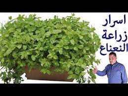 زراعة النعناع من عود نعناع بدون جذور اسهل طريقة لتسميد ورى ورعاية النعناع والنباتات youtube plants agriculture herbs