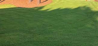 Bermuda grass (cynodon spp.), hardy in usda zones 7 through 10 according to missouri botanical garden, offers excellent wear tolerance and a rapid, spreading growth habit proper site preparation and overseeding techniques will encourage bermuda grass seed to germinate and grow quickly. The 7 Best Bermuda Grass Seeds Reviews Tips Buying Guide 2021
